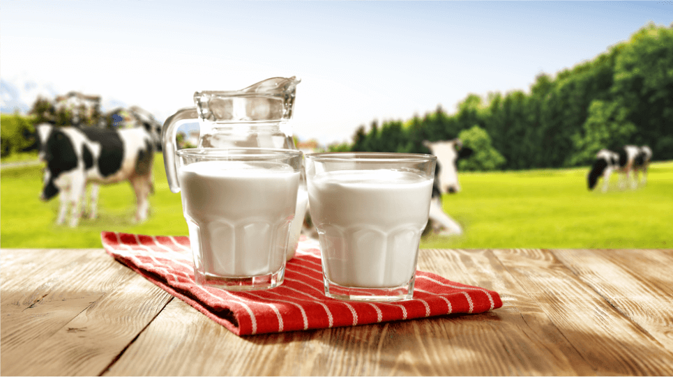 Susu yang berkualitas tercermin dari bagaimana memperlakukan sapinya.